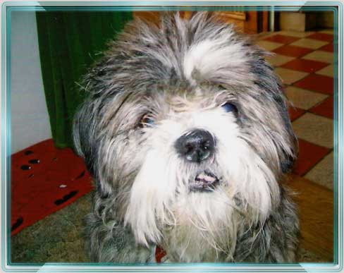 1Willi2010