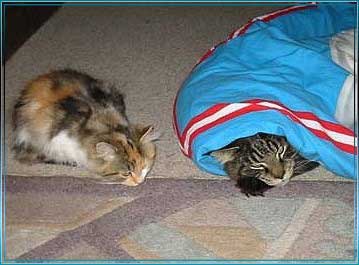 ALLE_KATZEN_UND_THOMAS_001