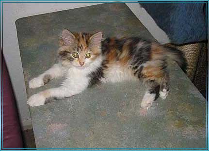 ALLE_KATZEN_UND_THOMAS_002