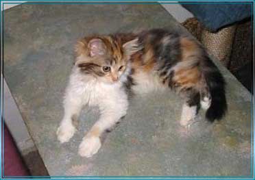 ALLE_KATZEN_UND_THOMAS_003