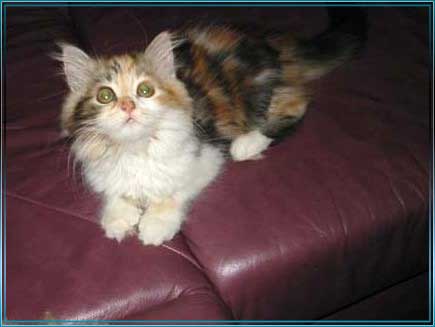 ALLE_KATZEN_UND_THOMAS_004
