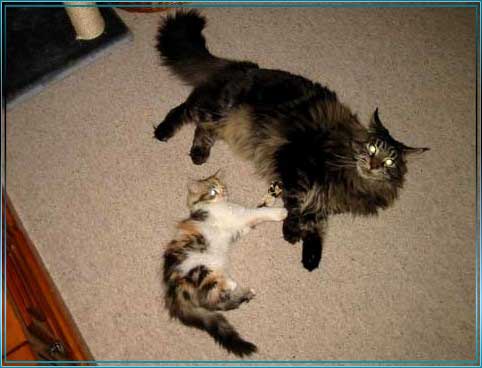 ALLE_KATZEN_UND_THOMAS_009