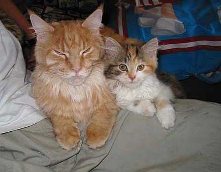 ALLE_KATZEN_UND_THOMAS_014