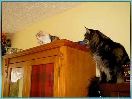 ALLE_KATZEN_UND_THOMAS_033