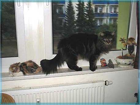 ALLE_KATZEN_UND_THOMAS_035