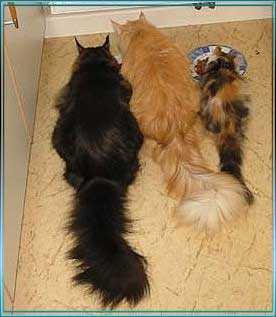 ALLE_KATZEN_UND_THOMAS_040