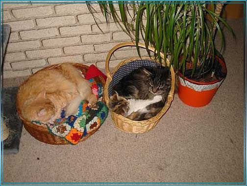 ALLE_KATZEN_UND_THOMAS_050