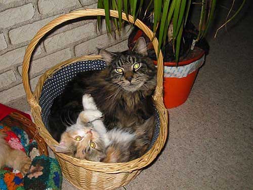 ALLE_KATZEN_UND_THOMAS_051