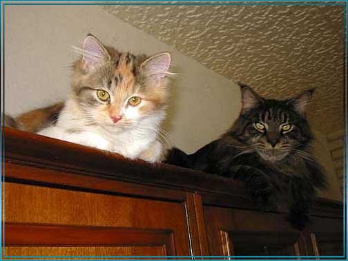 ALLE_KATZEN_UND_THOMAS_055