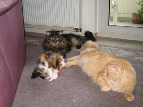 ALLE_UNSERE_KATZEN-DER_ANFANG_017