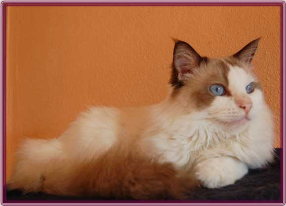 ChesterDSC_0041