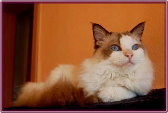ChesterDSC_0042