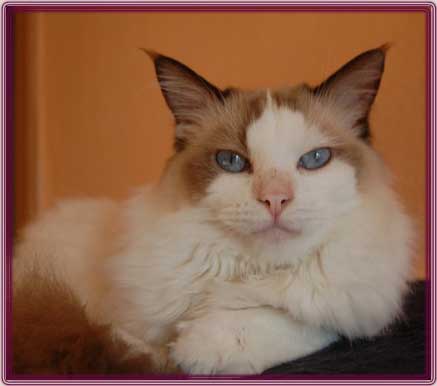 ChesterDSC_0044