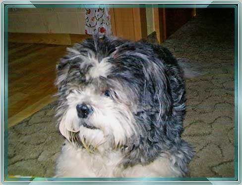 Willi2010