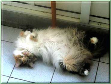 afrannybauch