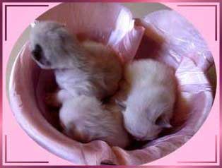 babys3