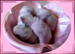babys4