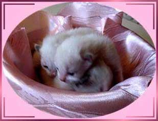 babys5