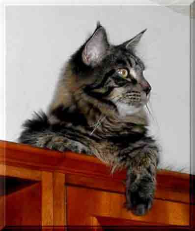 donavan2.jpgweb