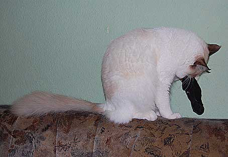 februar2008-031a