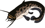 fisch-38