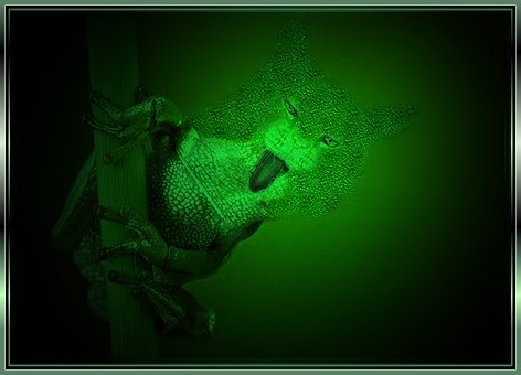 frosch Kopie