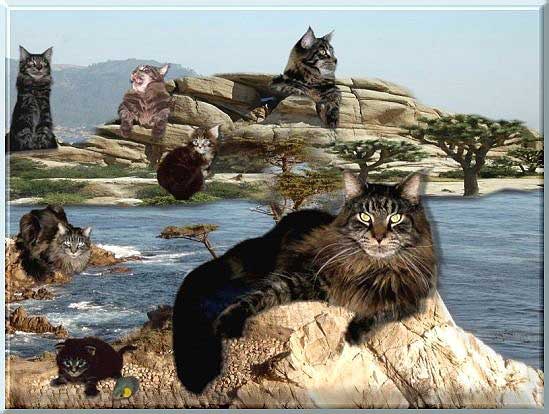 insel