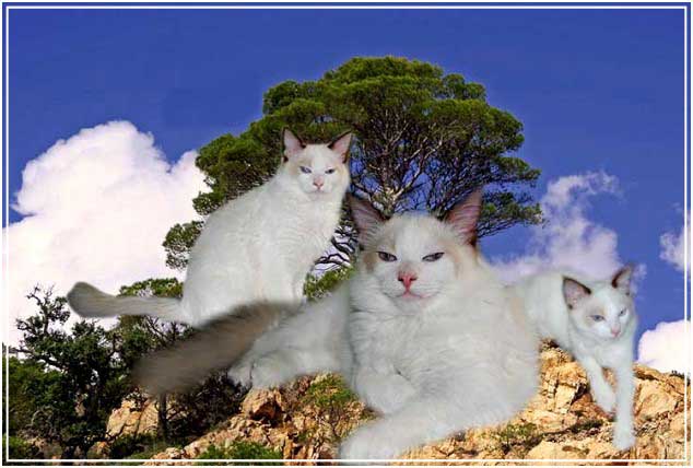 montagechesters3
